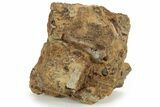 Sandstone With Rooted Hadrosaur Tooth, Tendon & Bone - Wyoming #227966-3
